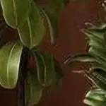 COZONY Twin Size Daybed / Trundle Bed Frame, Steel Slat Support, Locking Wheels, Pink